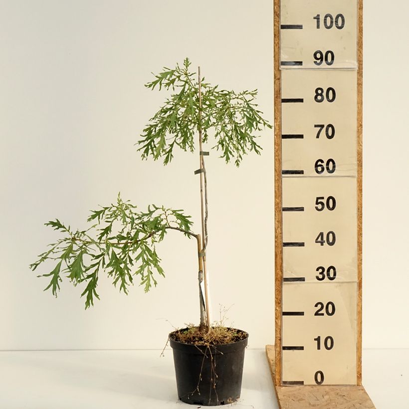 Quercus robur Posnania - English oak 4L/5L pot sample as delivered in summer