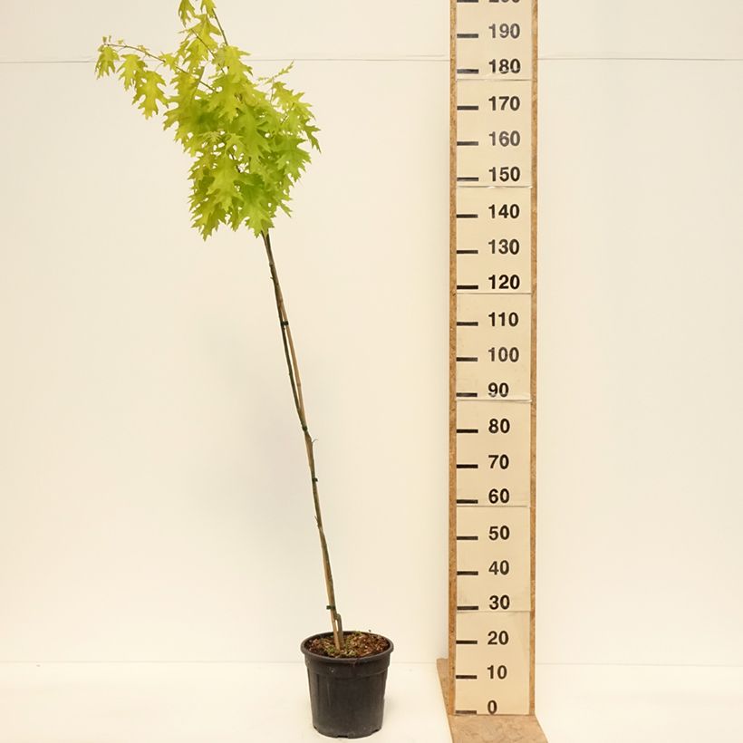 Quercus rubra Boltes Gold - Red Oak 7.5L/10L pot sample as delivered in spring