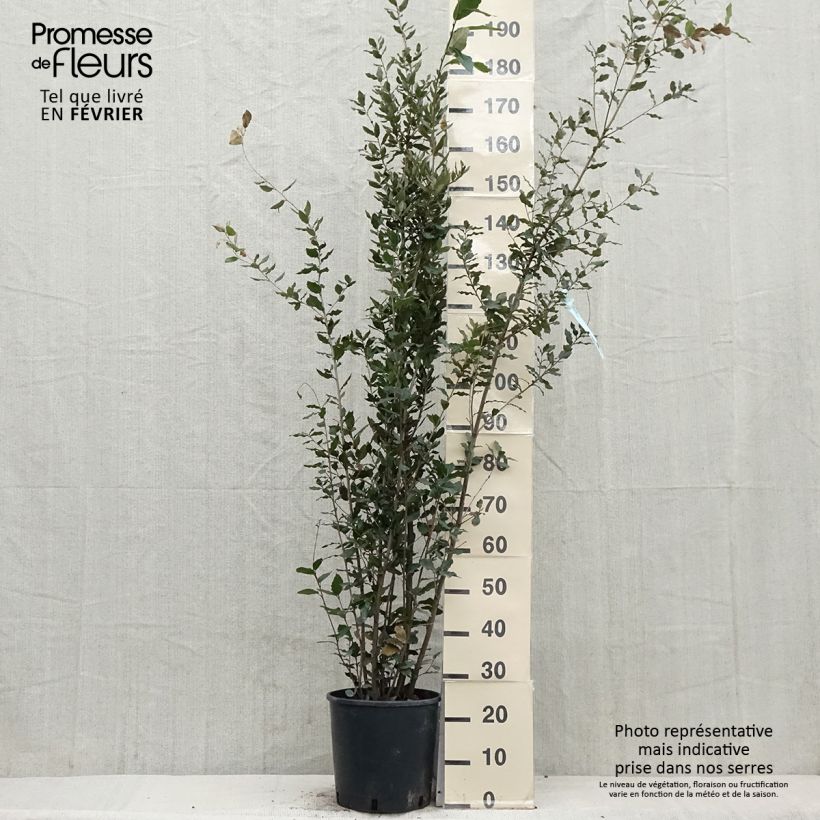 Holm oak - Quercus ilex 7.5L/10L pot sample as delivered in winter