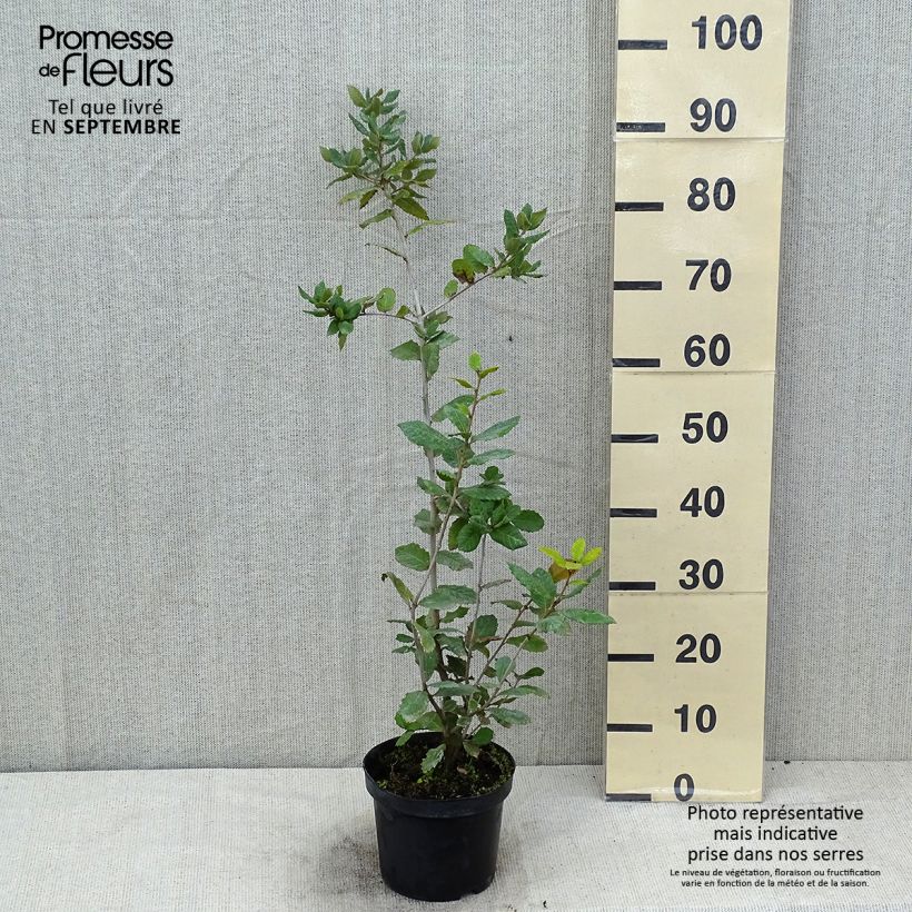 Holm oak - Quercus ilex 3L/4L pot sample as delivered in summer