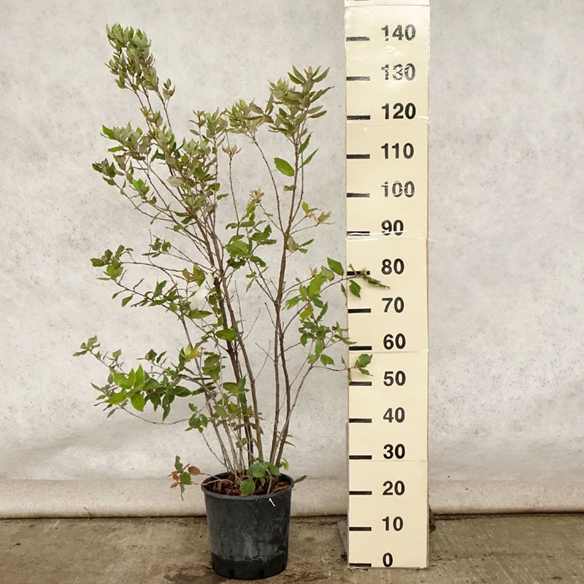 Holm oak - Quercus ilex 6L/7L pot sample as delivered in summer