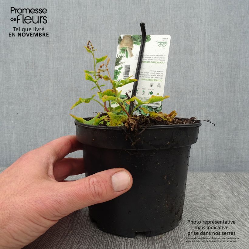 Good King Henry in plant - Chenopodium bonus-henricus 1.5L/2L pot sample as delivered in autumn