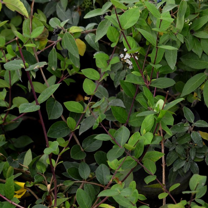 Lonicera fragrantissima - Winter Honeysuckle (Foliage)