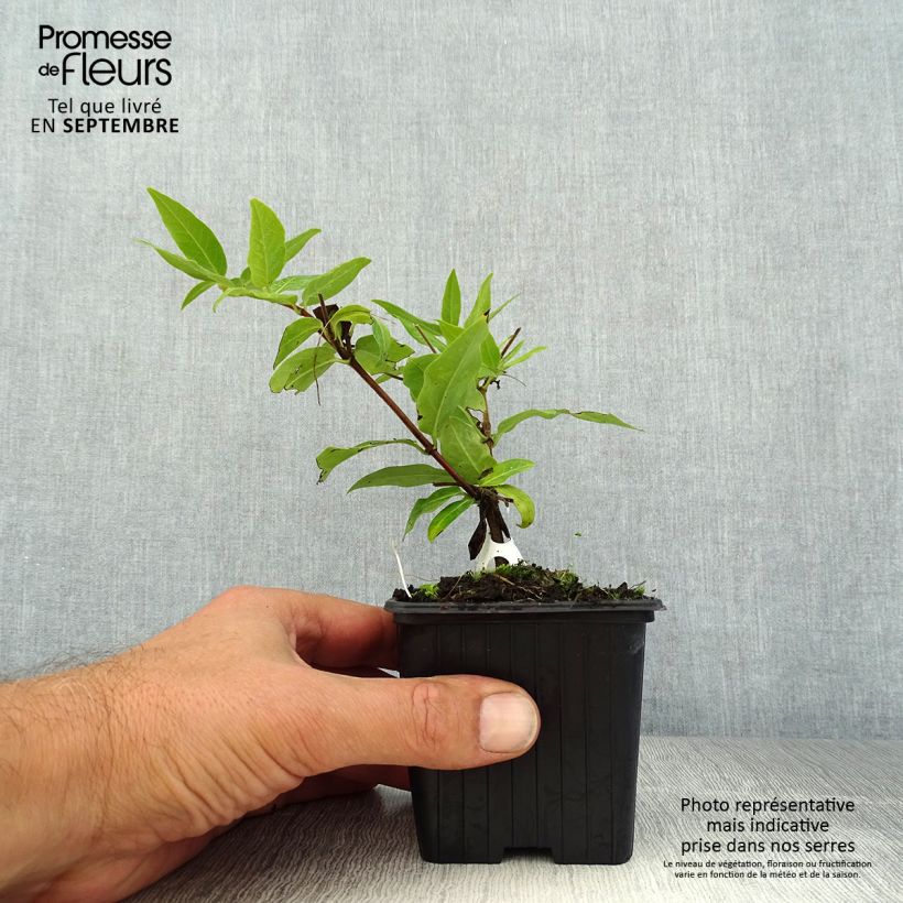 Lonicera henryi  8/9 cm pot sample as delivered in summer