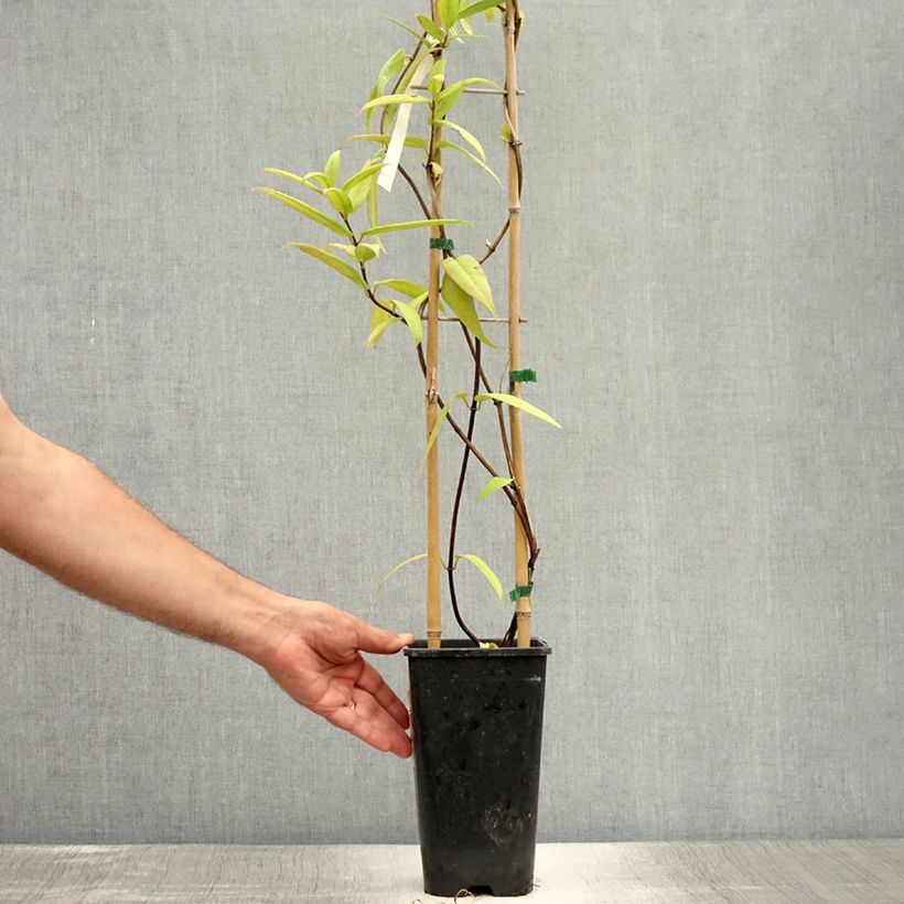 Lonicera henryi  2L/3L pot sample as delivered in summer