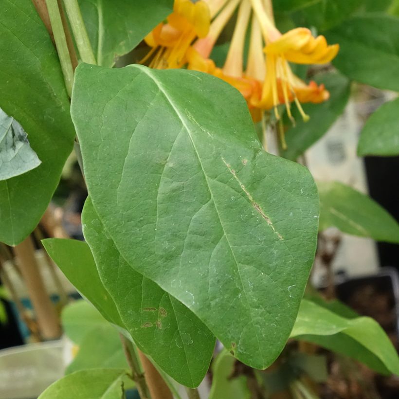 Lonicera x tellmaniana - Tellmann's Honeysuckle (Foliage)