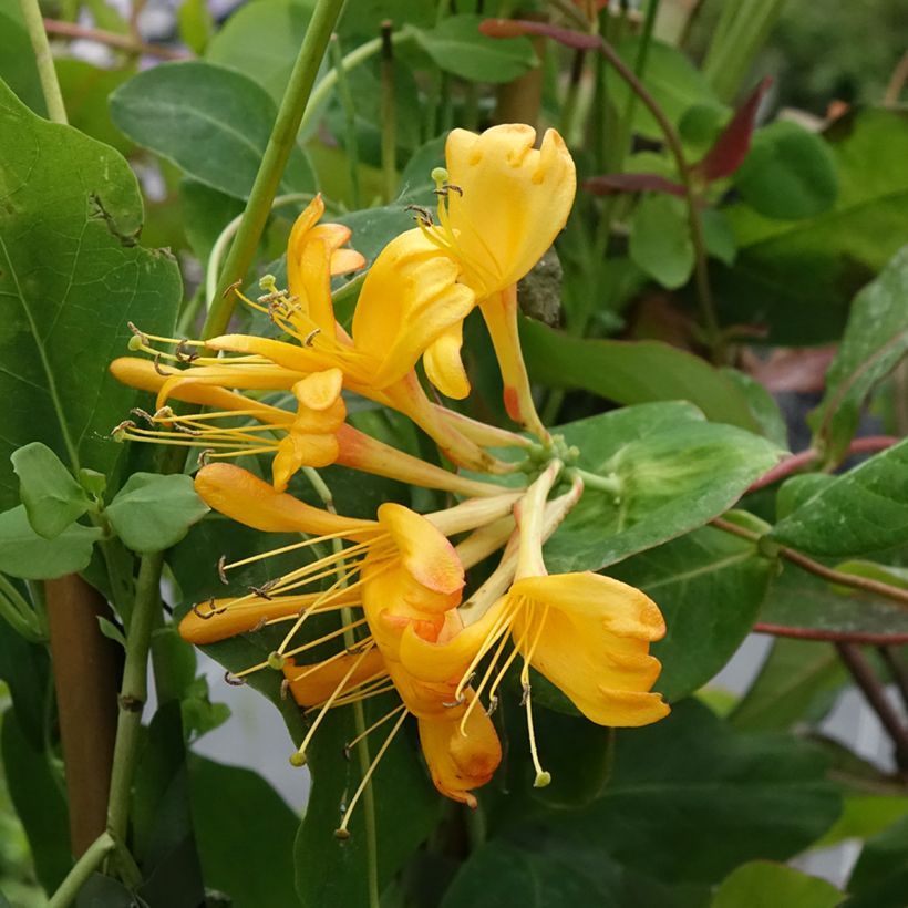Lonicera x tellmaniana - Tellmann's Honeysuckle (Flowering)