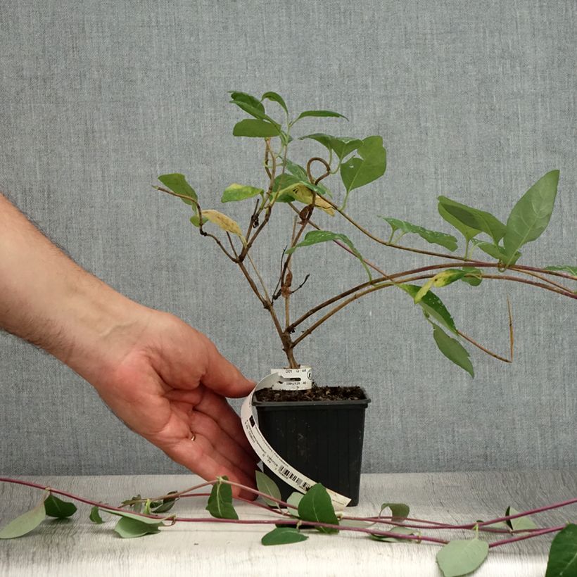 Lonicera periclymenum Serotina 8/9 cm pot sample as delivered in summer