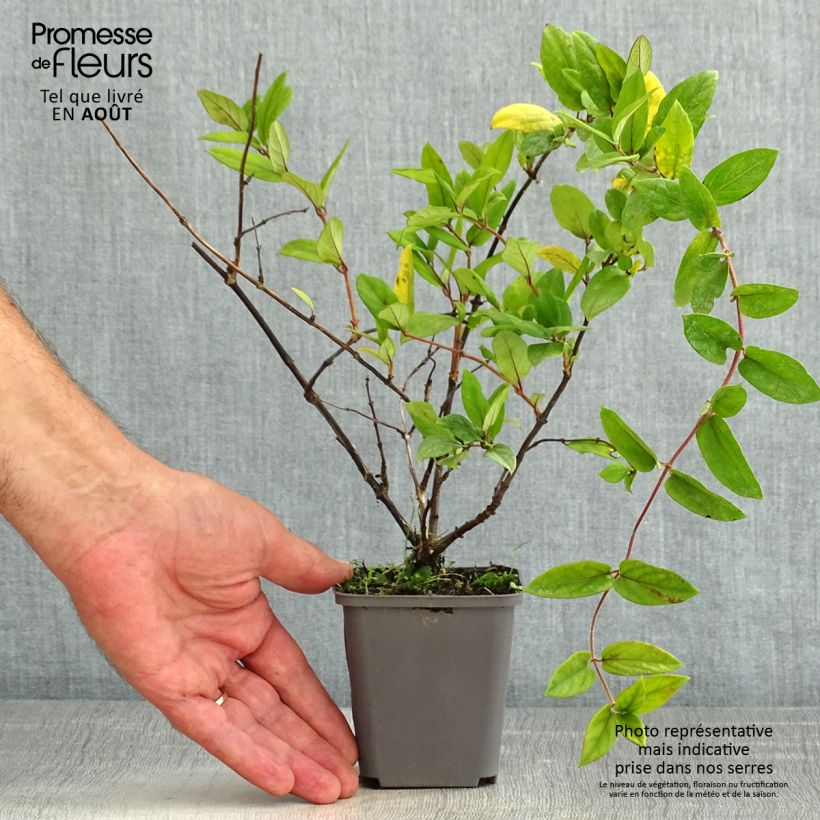Lonicera japonica Dart's Acumen 8/9 cm pot sample as delivered in summer