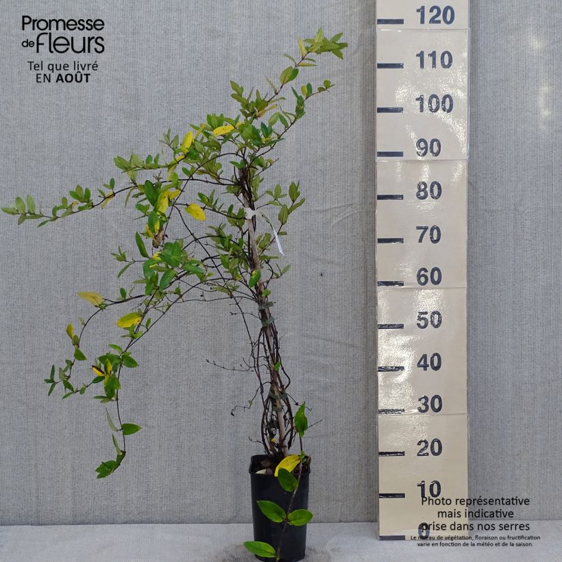 Lonicera japonica Dart's world 3L/4L pot sample as delivered in summer