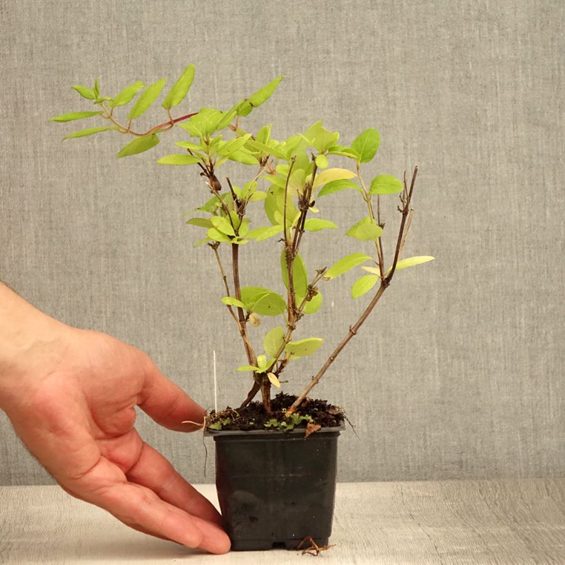 Lonicera japonica Hall's Prolific - Japanese Honeysuckle 8/9 cm pot sample as delivered in summer
