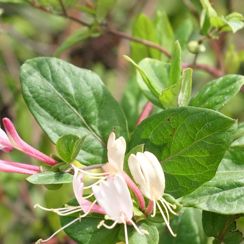 Lonicera japonica Red World - Japanese Honeysuckle (Foliage)