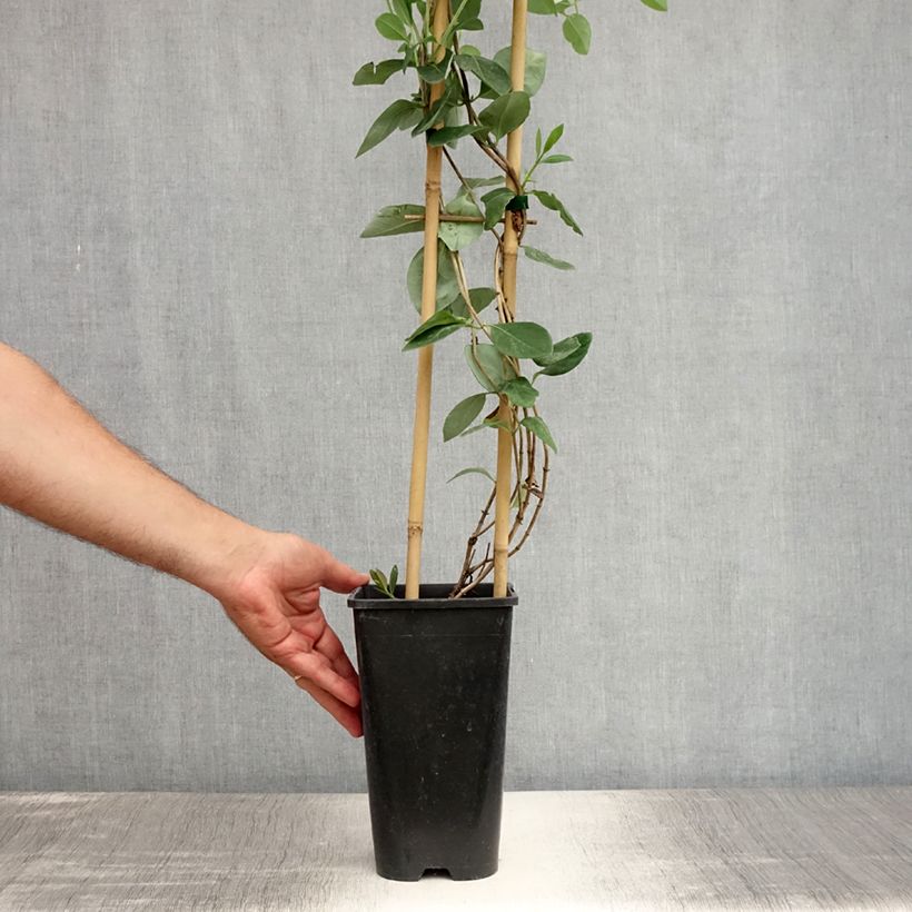 Lonicera x heckrottii Gold Flame - Goldflame Honeysuckle 2L/3L pot sample as delivered in summer