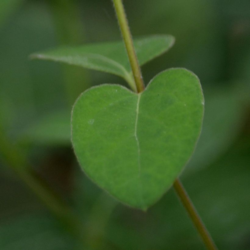 Lonicera japonica Halliana (Foliage)