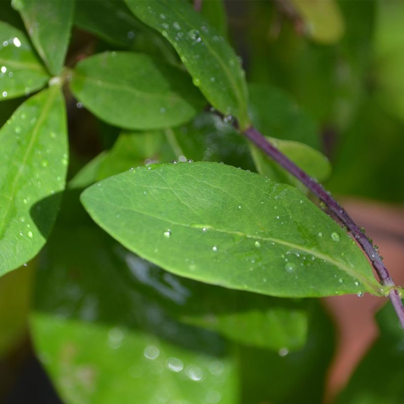 Chèvrefeuille - Lonicera Caprilia Impérial cov (Foliage)