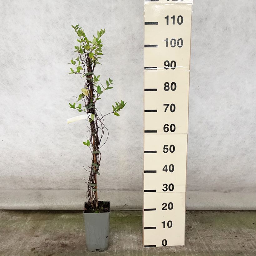 Lonicera japonica Aureoreticulata 2L/3L pot sample as delivered in summer