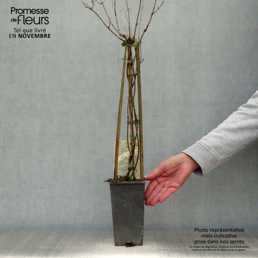 Lonicera periclymenum Belgica 1.5L/2L pot sample as delivered in autumn