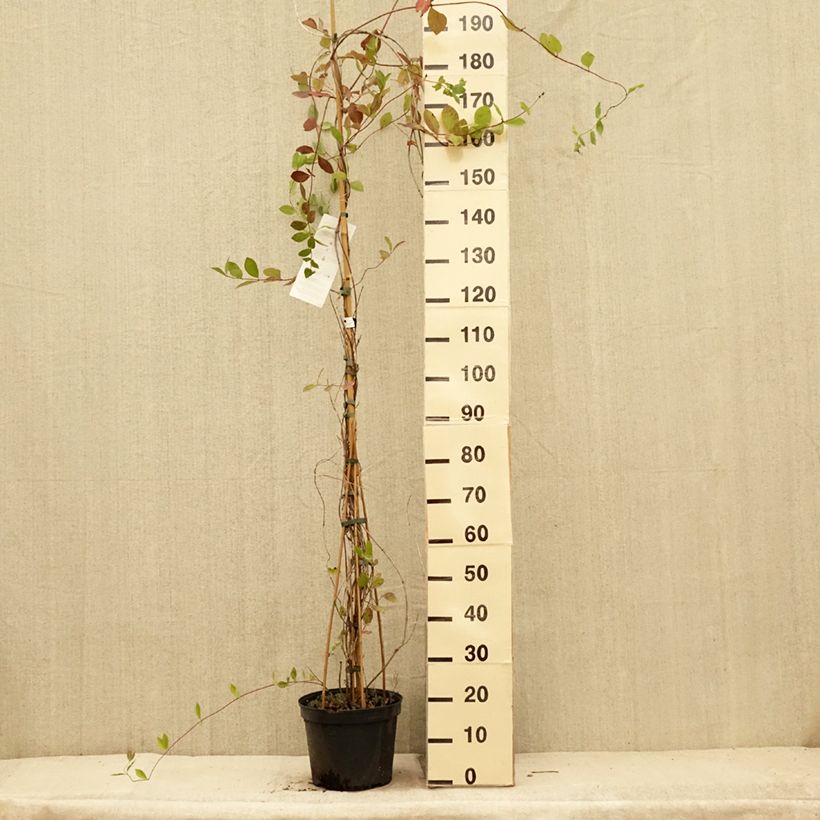 Lonicera x heckrottii  3L/4L pot sample as delivered in summer