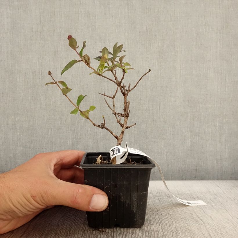 Lonicera periclymenum Chic et Choc - Common Honeysuckle 8/9 cm pot sample as delivered in autumn