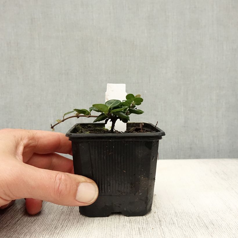 Lonicera crassifolia  8/9 cm pot sample as delivered in autumn