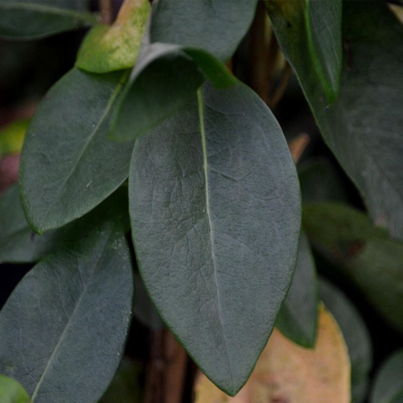 Lonicera periclymenum Scentsation - European honeysuckle (Foliage)