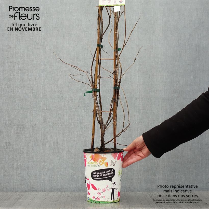 Lonicera x brownii Golden Trumpet (R) Mintrump 2L/3L pot sample as delivered in autumn