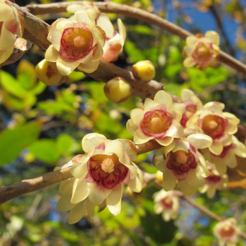 Chimonanthus praecox (Flowering)