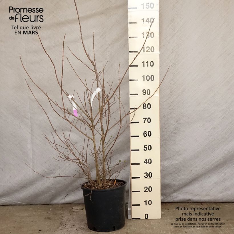 Chimonanthus praecox sample as delivered in spring