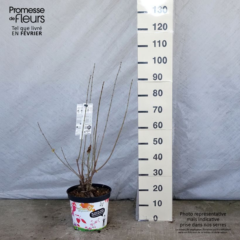 Chimonanthus praecox Grandiflorus sample as delivered in winter