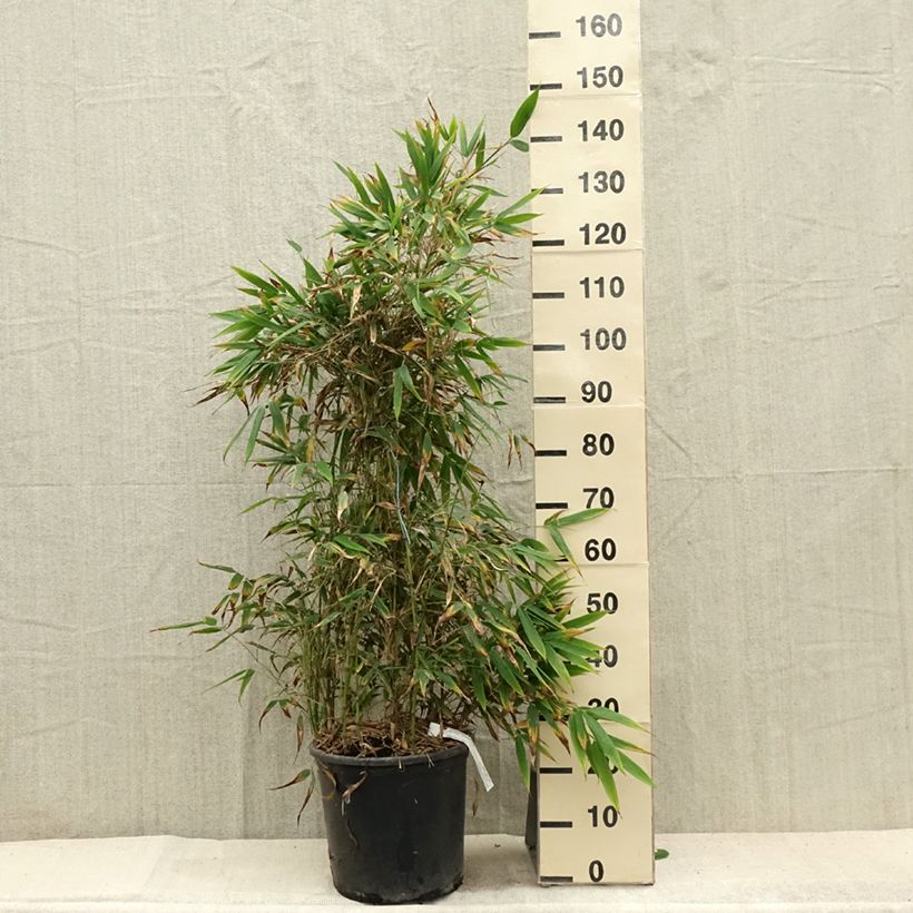 Chimonobambusa tumidissinoda Macrophylla 7.5L/10L pot sample as delivered in summer