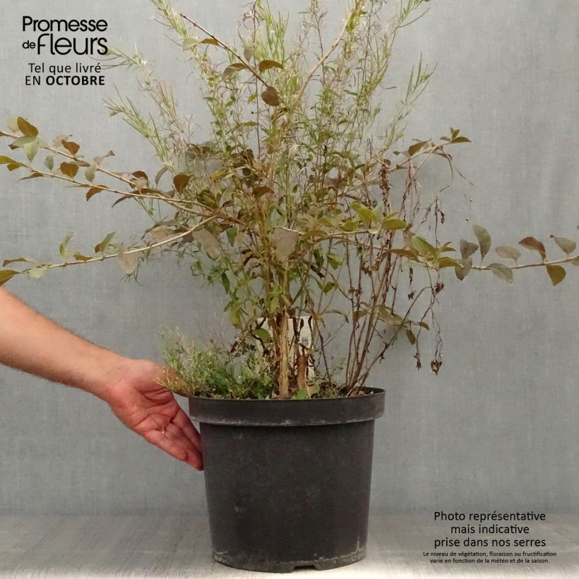 Chionanthus retusus 7.5L/10L pot sample as delivered in autumn