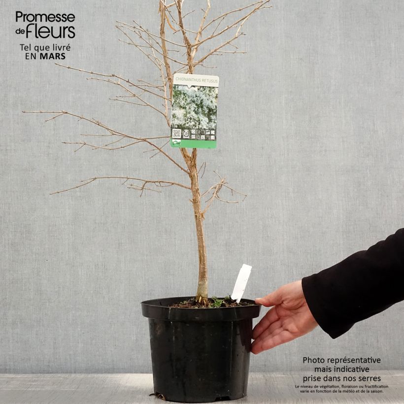 Chionanthus retusus 7.5L/10L pot sample as delivered in spring