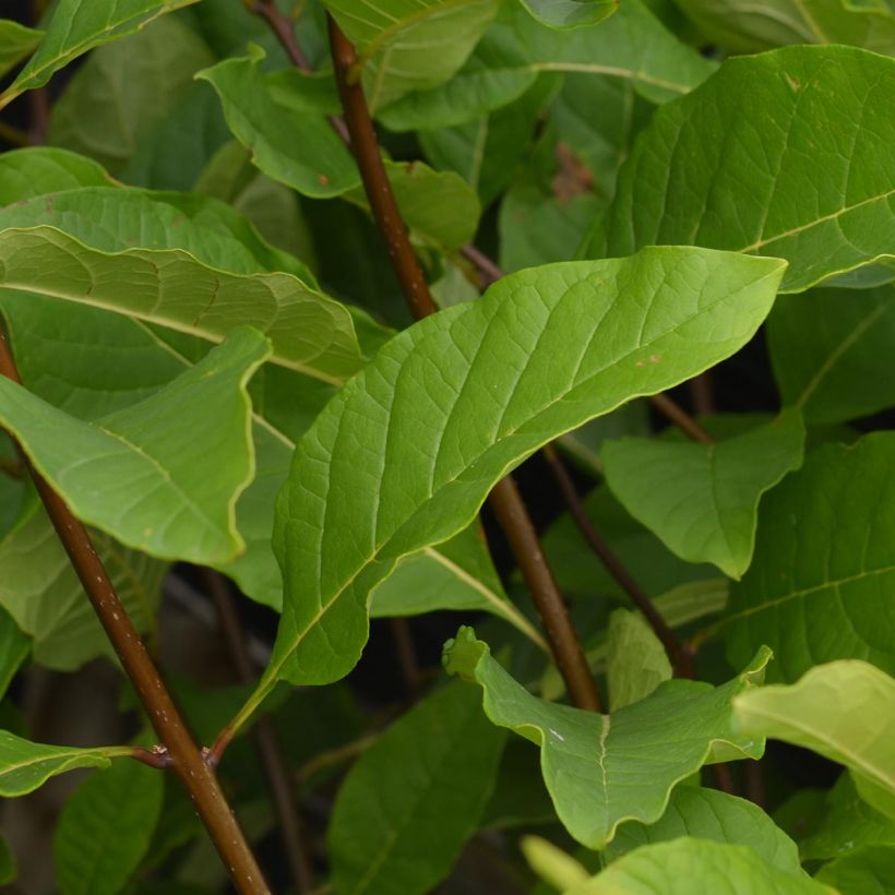 Chionanthus virginicus (Foliage)