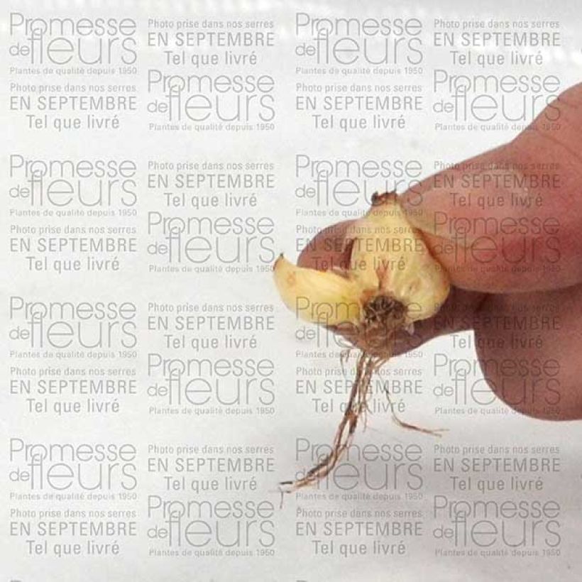 Example of Chionodoxa luciliae Bulb size 5+ specimen as delivered