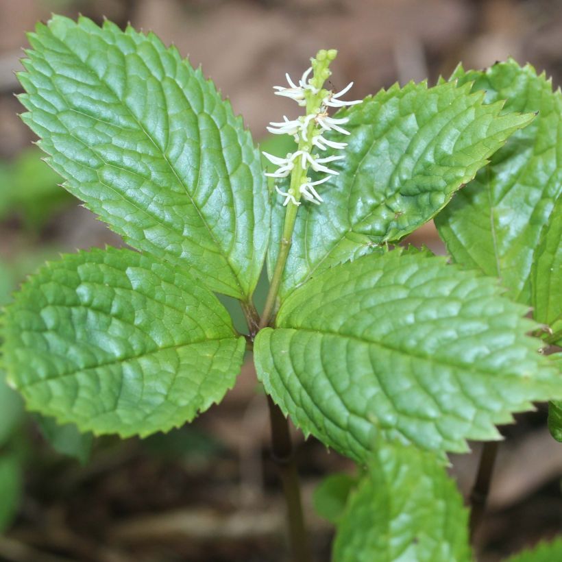 Chloranthus japonicus (Flowering)