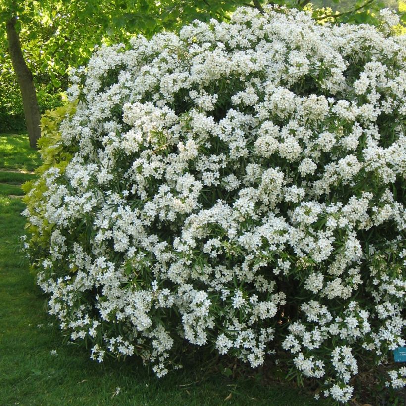 Choisya Aztec Pearl - Mexican Orange Blossom (Plant habit)