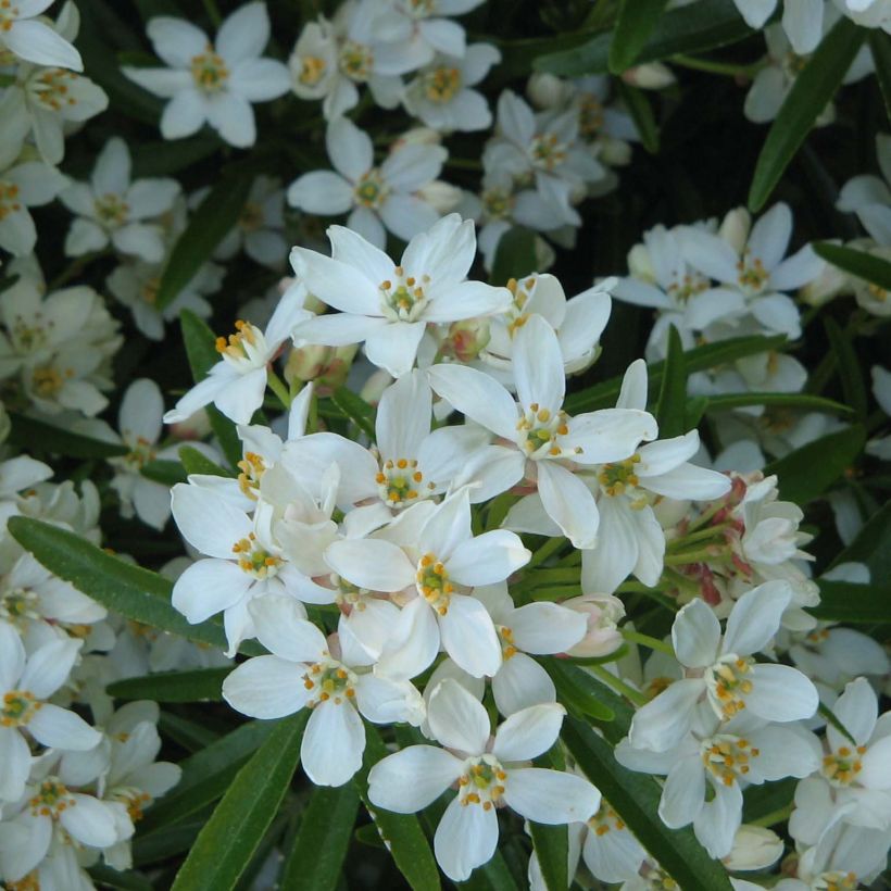 Choisya Aztec Pearl - Mexican Orange Blossom (Flowering)