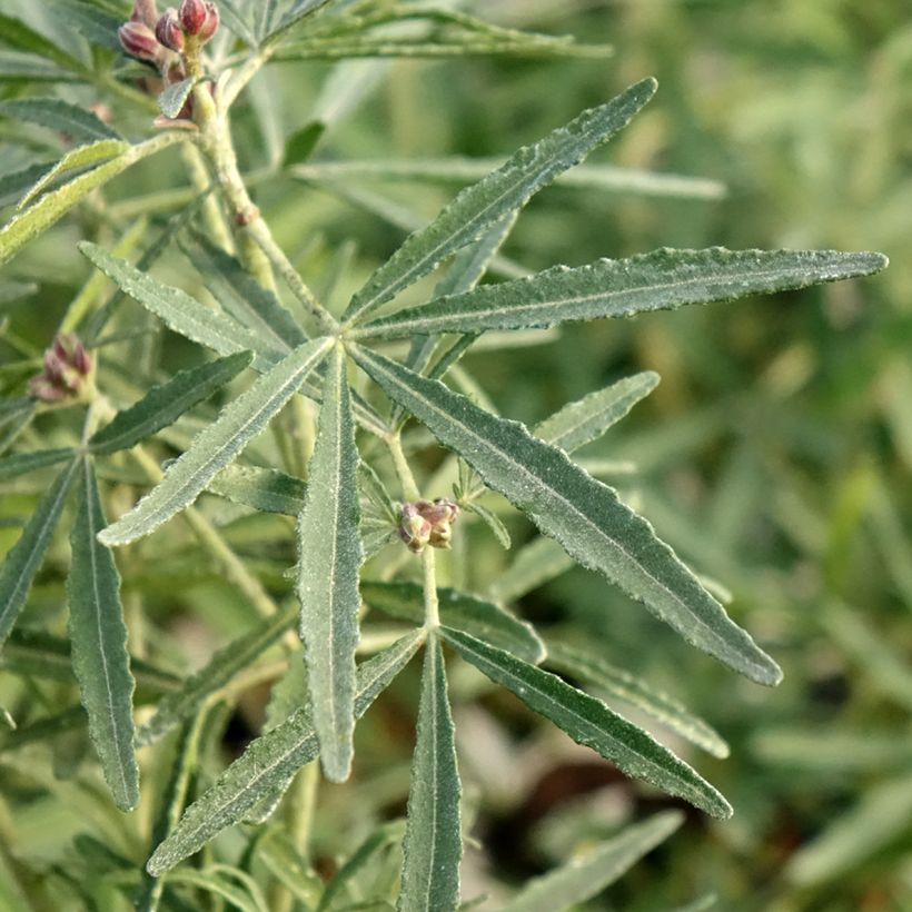 Choisya Little Bee - Mexican Orange Blossom (Foliage)