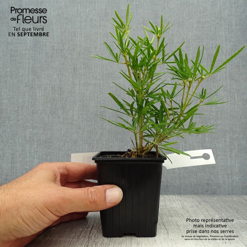 Choisya Little Bee - Mexican Orange Blossom 8/9 cm pot sample as delivered in autumn