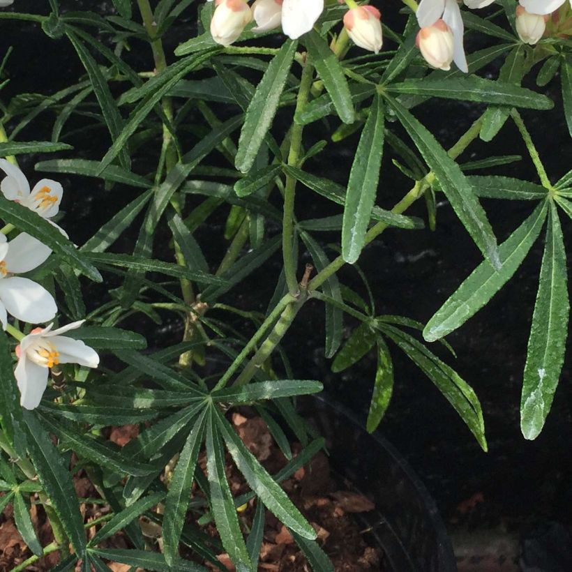 Choisya ternata Scented Gem - Mexican Orange Blossom (Foliage)