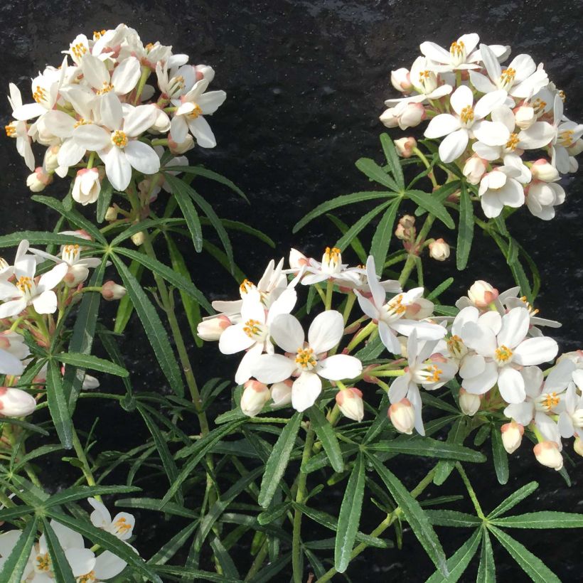 Choisya ternata Scented Gem - Mexican Orange Blossom (Flowering)