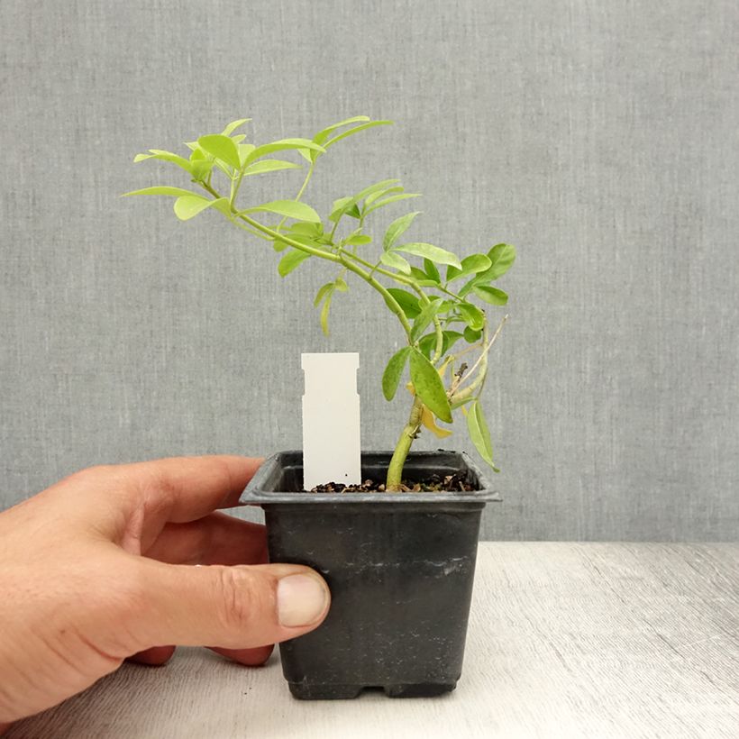 Choisya ternata Sundance - Mexican orange blossom 8/9 cm pot sample as delivered in summer