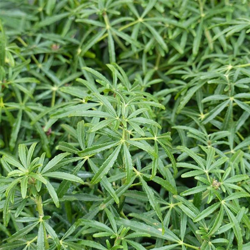 Choisya White Dazzler - Dwarf Mexican Orange (Foliage)