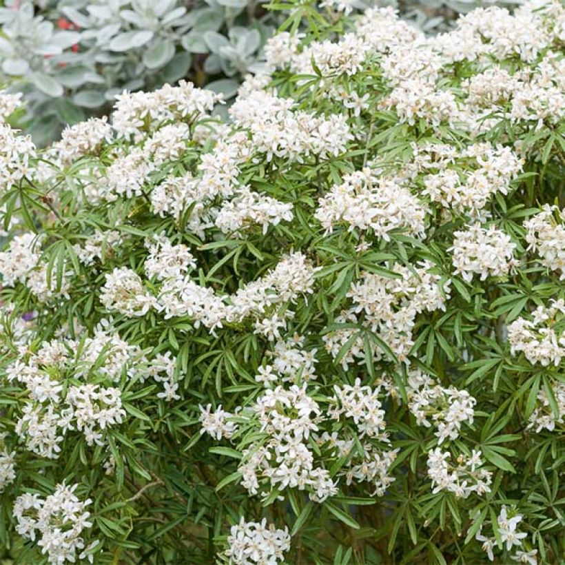 Choisya White Dazzler - Dwarf Mexican Orange (Flowering)