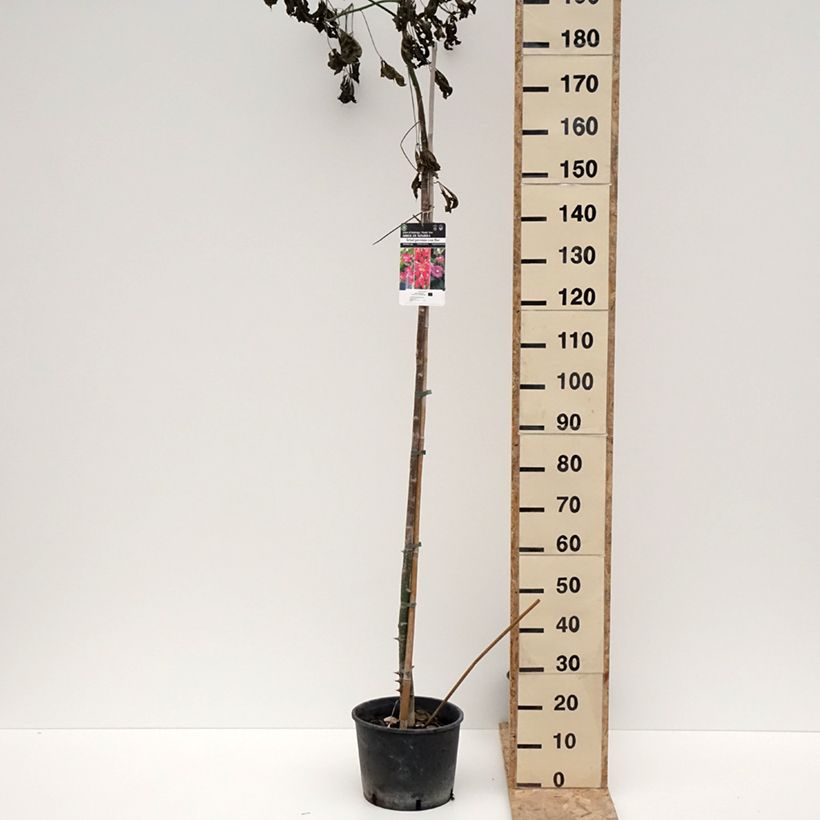 Ceiba speciosa 7.5L/10L pot sample as delivered in winter