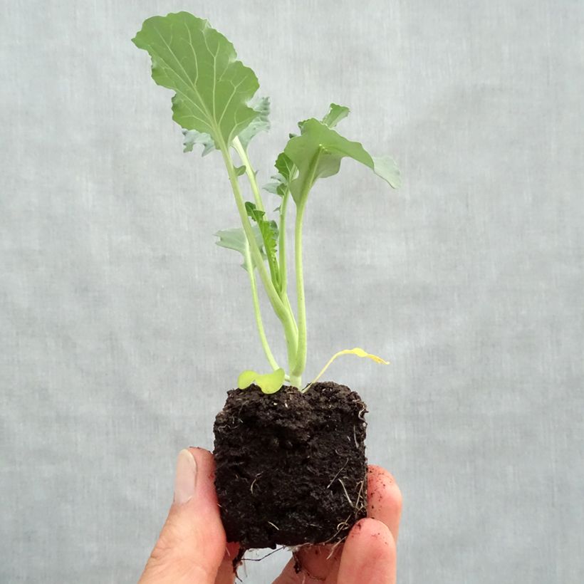 Broccoli Marathon F1 Plants - Brassica oleracea italica Plug plant 3/4cm sample as delivered in spring