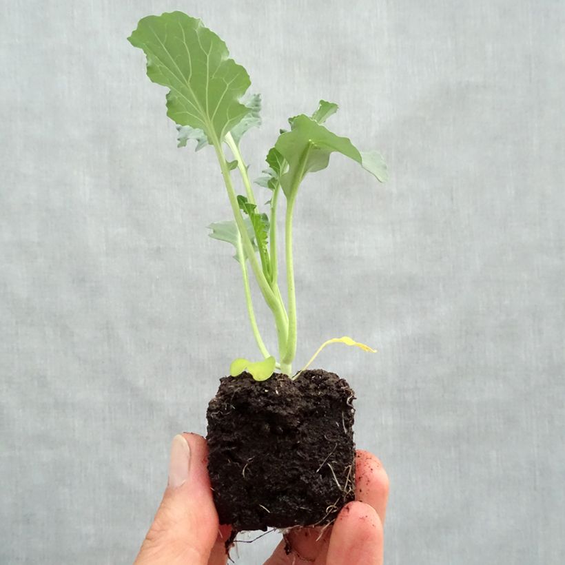 Broccoli Marathon F1 Plants - Brassica oleracea italica sample as delivered in spring