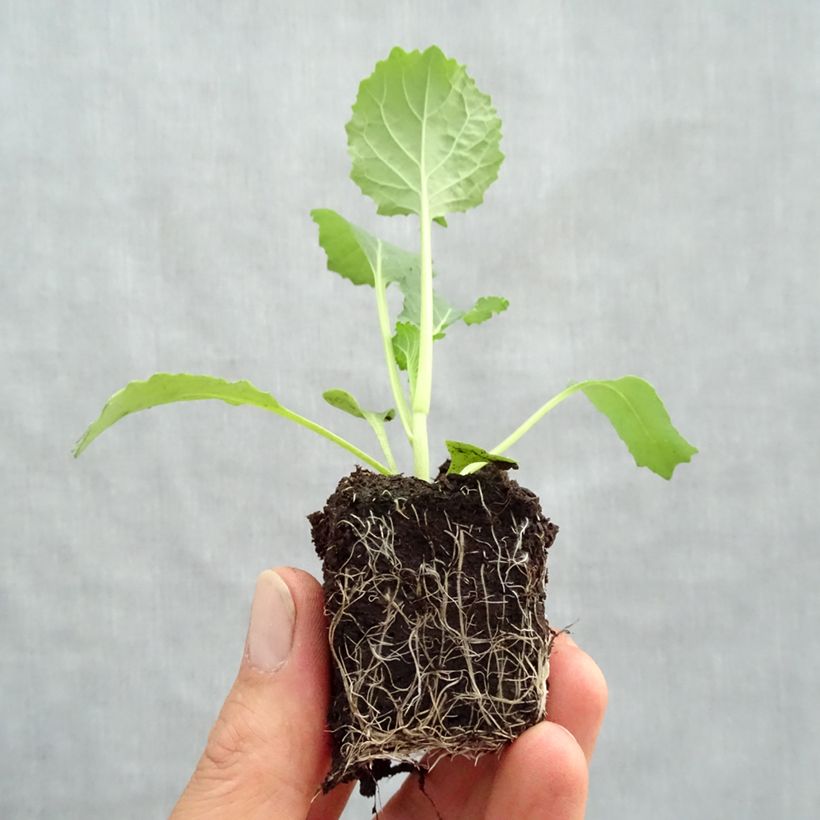 Cabbage Manon F1 plants - Brassica oleracea sabauda sample as delivered in spring