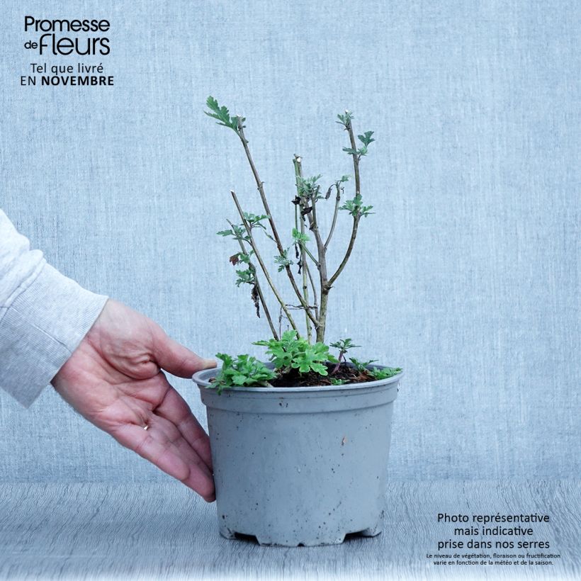 Chrysanthemum indicum Bienchen 2L/3L pot sample as delivered in autumn