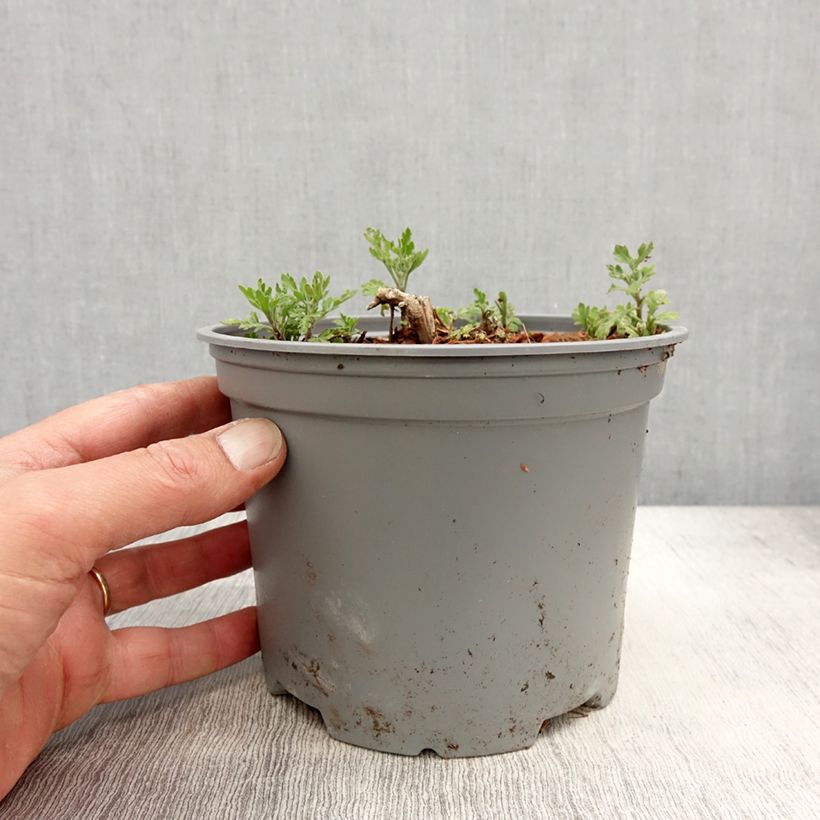 Chrysanthemum indicum Bienchen sample as delivered in spring